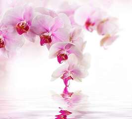 Фотопанно Divino Розовая орхидея (D-070)